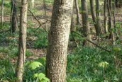 Grey Poplar